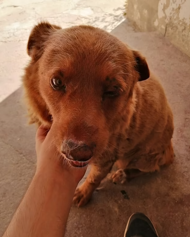 The world's oldest dog passes away: Photos